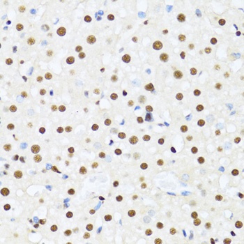 DDX39B Antibody