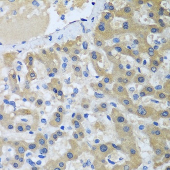 XPC Antibody