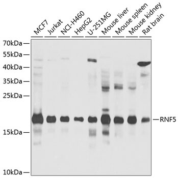 RNF5 Antibody