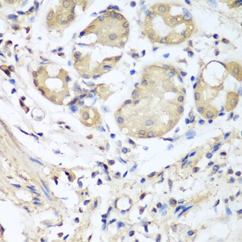 NID1 Antibody