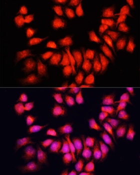 BMP6 Antibody