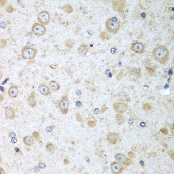 TRH Antibody