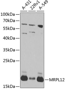 MRPL12 Antibody