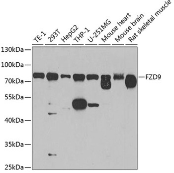 FZD9 Antibody