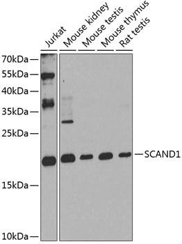 SCAND1 Antibody