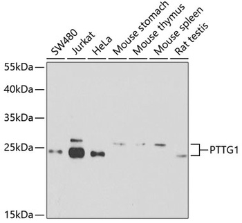PTTG1 Antibody