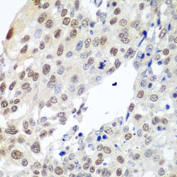 PTTG1 Antibody