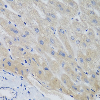 PTTG1 Antibody