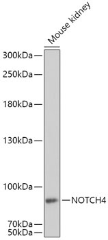 NOTCH4 Antibody