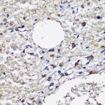 MRC1 Antibody
