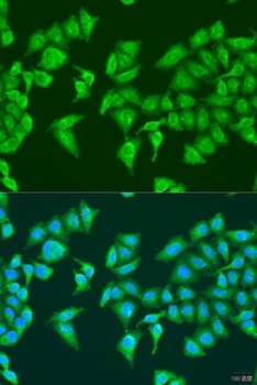 HYLS1 Antibody