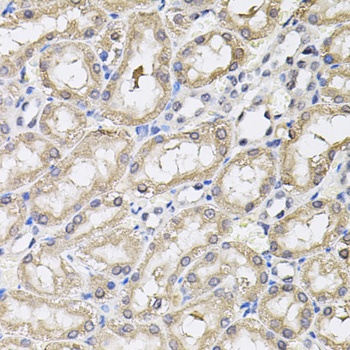 RNF166 Antibody