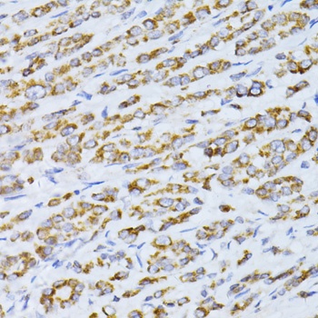 CCDC92 Antibody