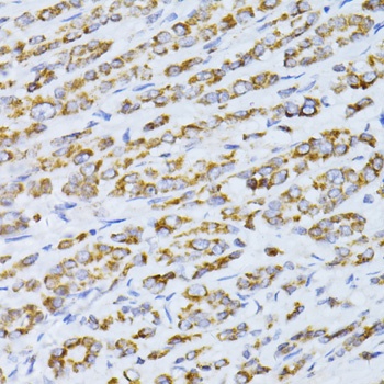 CCDC92 Antibody