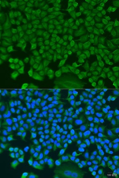 HS1BP3 Antibody