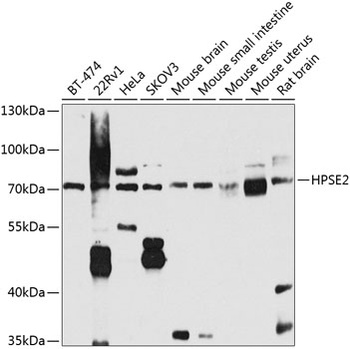 HPSE2 Antibody