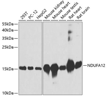 NDUFA12 Antibody