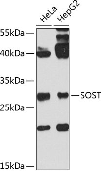 SOST Antibody