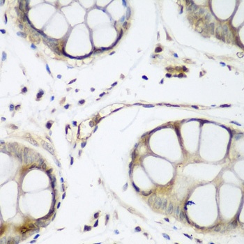 TAZ Antibody