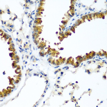 TAZ Antibody