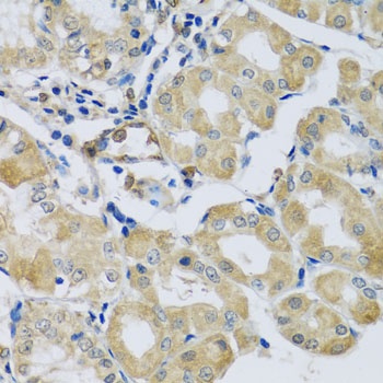 SYT11 Antibody