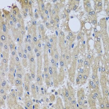 SYT11 Antibody