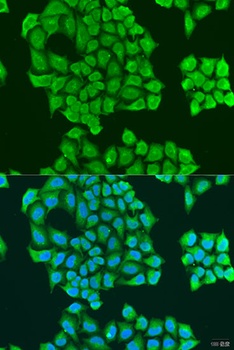 SYT11 Antibody