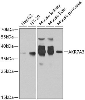 AKR7A3 Antibody