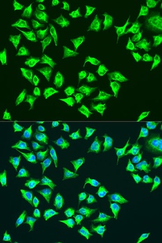 ATP6 Antibody