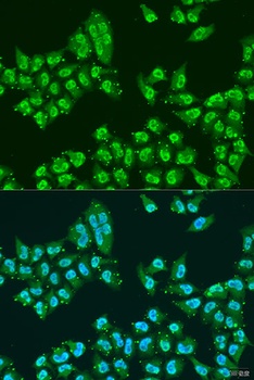 THOC1 Antibody