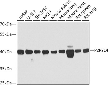 P2RY14 Antibody