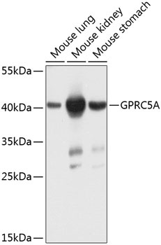 GPRC5A Antibody