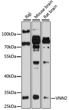VNN2 Antibody