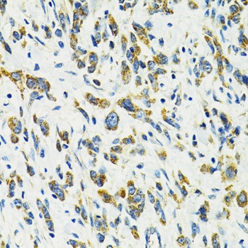 SLC25A11 Antibody