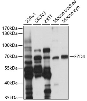 FZD4 Antibody