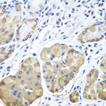 PLCB2 Antibody