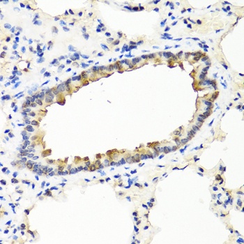 IFNW1 Antibody