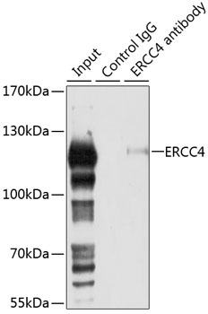 ERCC4 Antibody