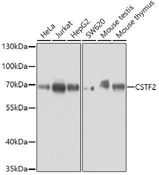 CSTF2 Antibody