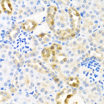 CST4 Antibody