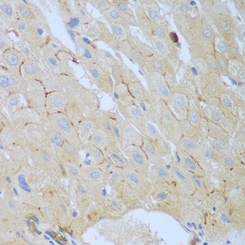 CEACAM7 Antibody