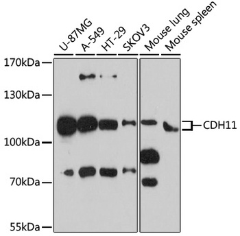 CDH11 Antibody