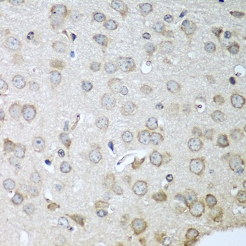 CDH11 Antibody