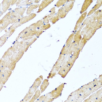 CALCB Antibody