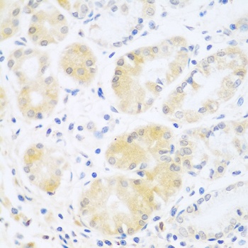 C5 Antibody