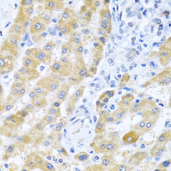 Gm13125 Antibody