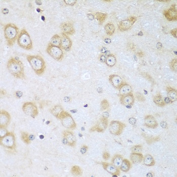 ACOX1 Antibody