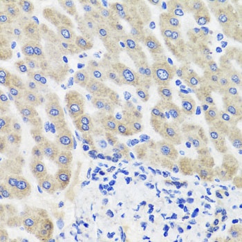 HSD11B2 Antibody