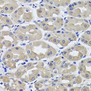 HSD11B2 Antibody