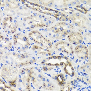 HSD11B2 Antibody